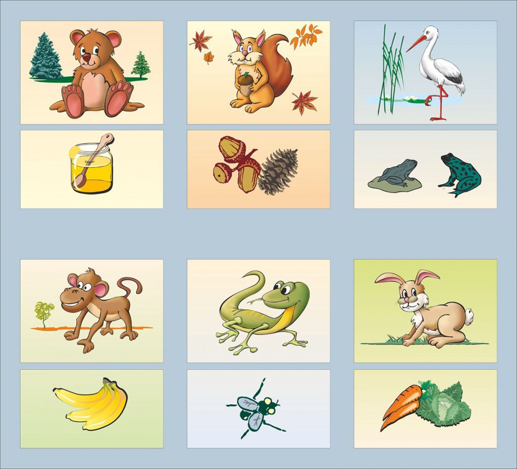 What do animals eat