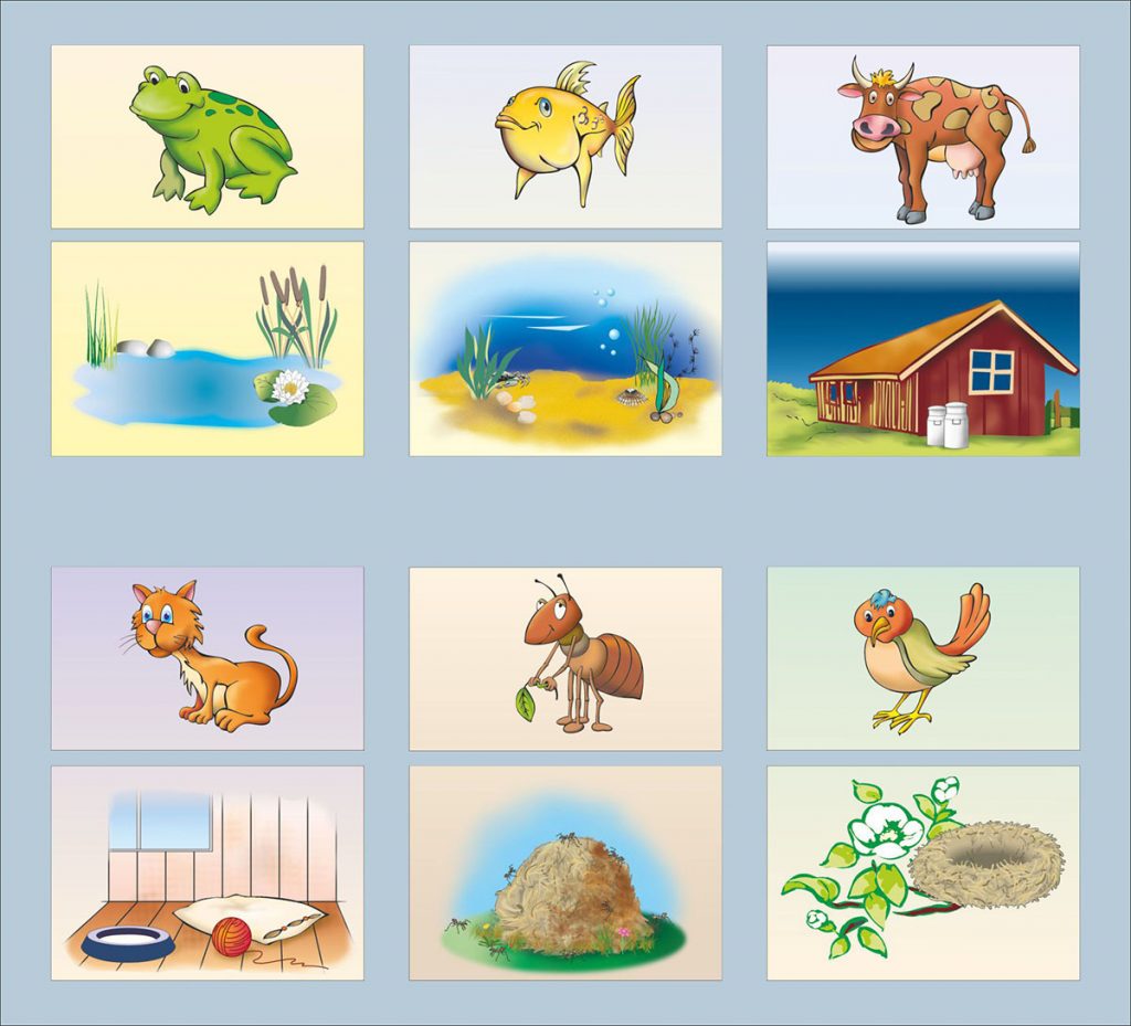 Where do animals live